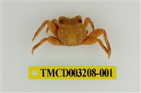 藏品(鱗形斜紋蟹)的圖片